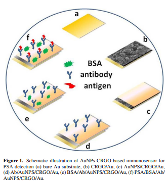Gold Nanoparticles Assembled Chemically Functionalized Reduced Graphene Oxide Supported Electrochemical Immunosensor for Ultra-Sensitive Prostate Cancer Detection