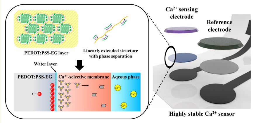 A Highly Stable and Flexible Ca2+ Ion-Selective Sensor Based on Treated PEDOT:PSS Transducing Layer