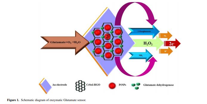 Carboxyl Terminated Reduced Graphene Oxide (Crbxl-RGO) and Pt Nanoparticles Based Ultra-Sensitive and Selective Electrochemical Biosensor for Glutamate Detection